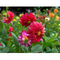 Asian garden indoesnisa Garden dahlia seeds flower seeds for growing